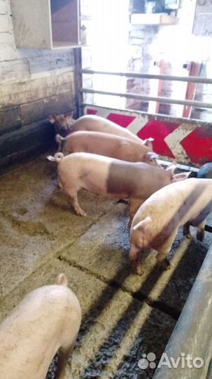 Продам рабочего хряка