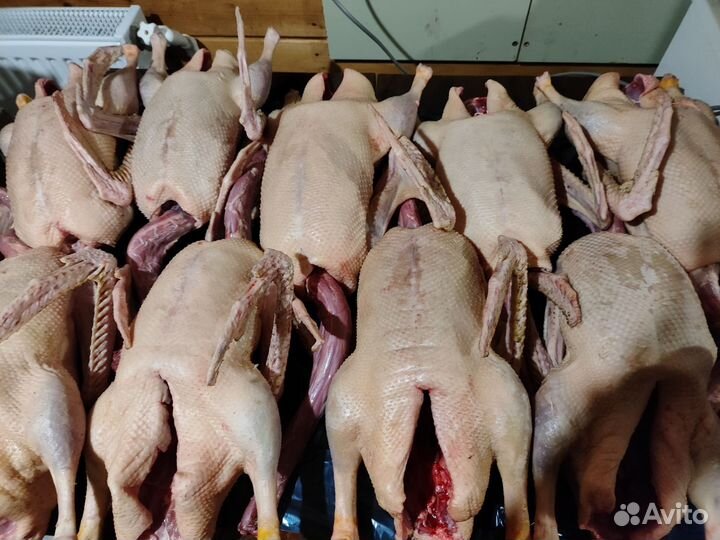 Гусь домашняя мясо