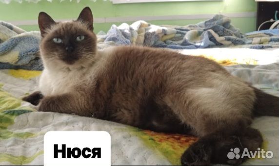 Кошка