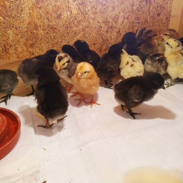 Цыплята несушки
