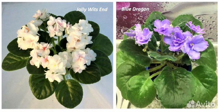 Фиалки цветущие