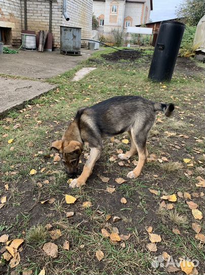 Отдам щенков в добрые руки