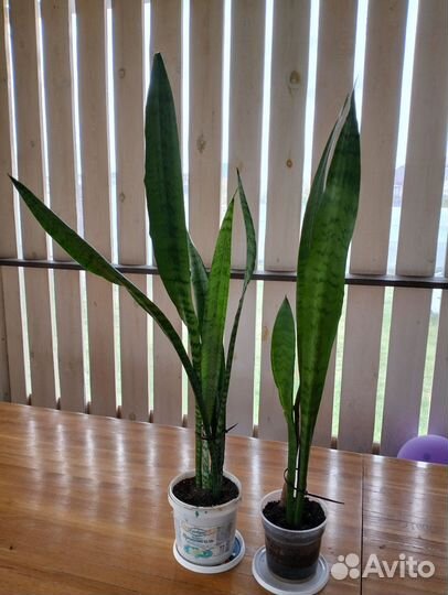 Сансевиерия