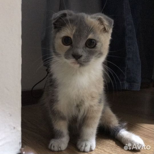Котенок вислоухий