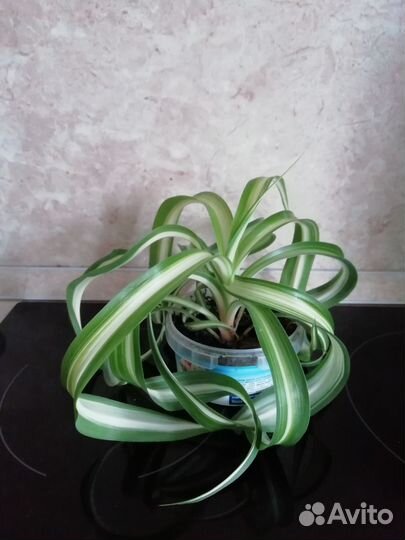 Хлорофитум Бонни кудрявый