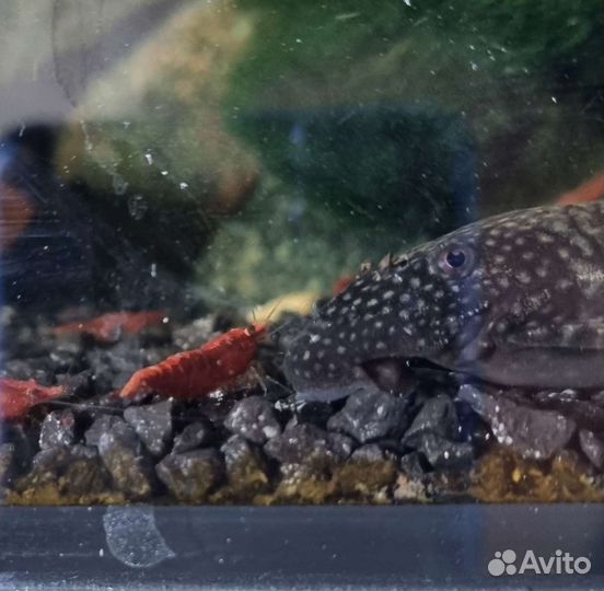 Сомики анциструсы
