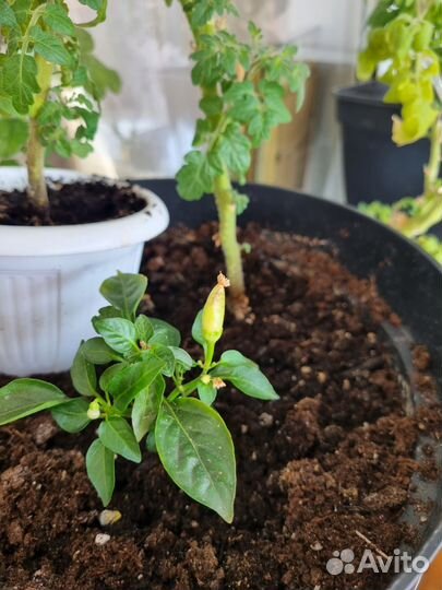 Рассада черри /балконное чудо
