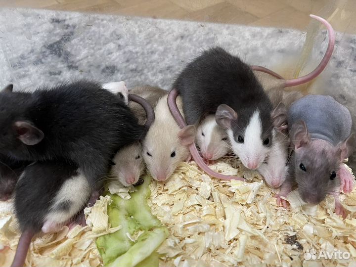 Крысы Дамбо