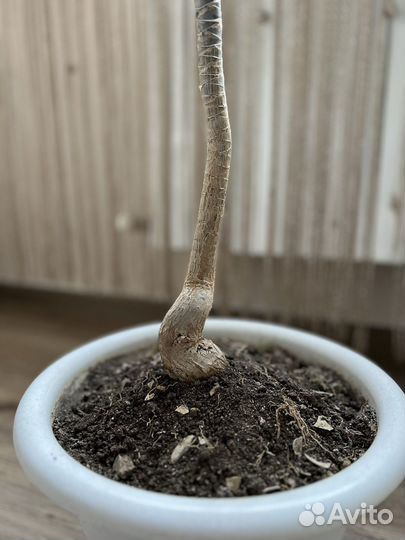 Пальма драцена