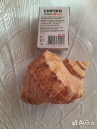 Ракушки из Чёрного моря