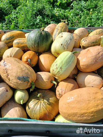 Тыква кормовая