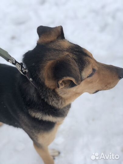Собака из приюта
