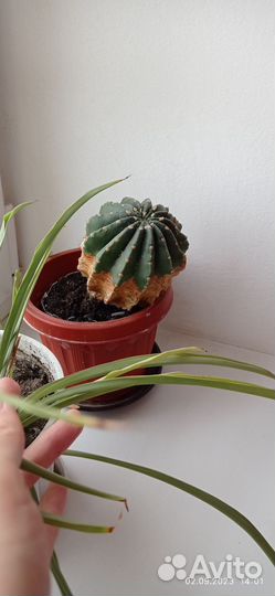 Кактус/кактусята