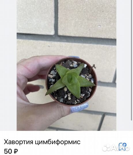 Суккуленты