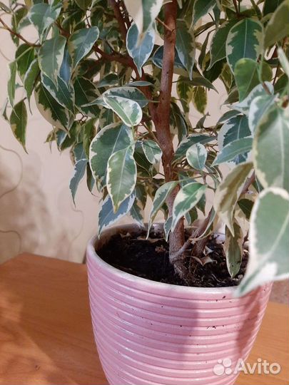 Фикус бенджамина кинки