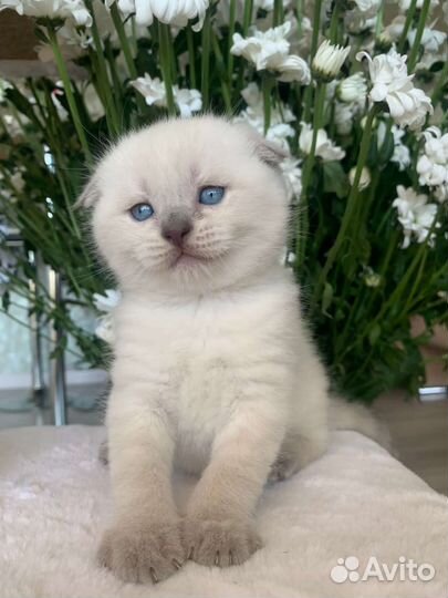 Кошки шотландцы