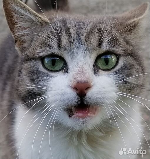 Кошка в дар бесплатно