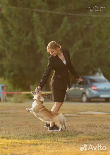 Собака для фотосессии корги. Фото с собакой корги