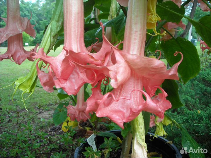 Бругмансия