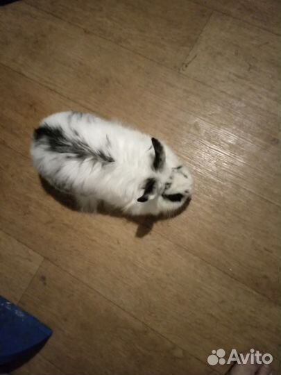 Декоративный кролик