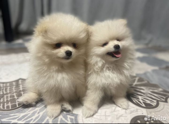 Щенки шпица