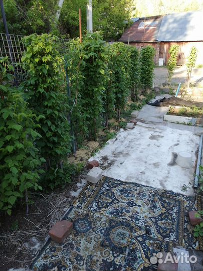 Рассада малины