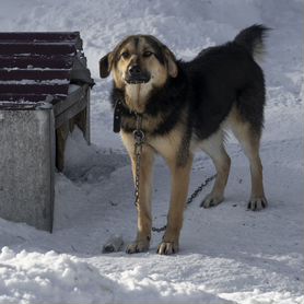 Собака в добрые руки отдам бесплатно