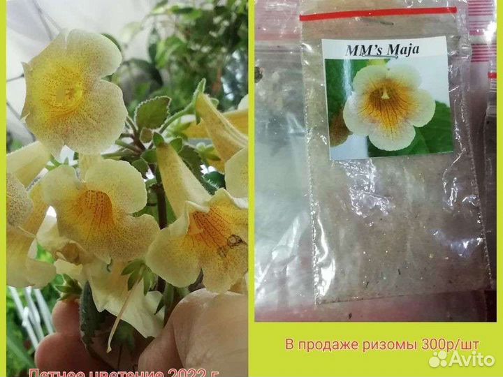 Ризомы ахименесов