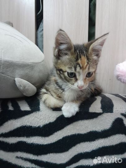 Котенок девочка) 2 мес