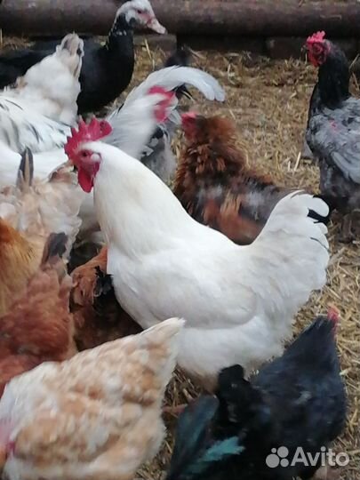 Молодой петушок