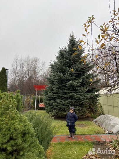 Ель живая