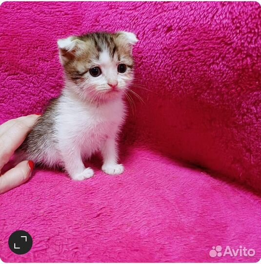 Котята вдобрые руки