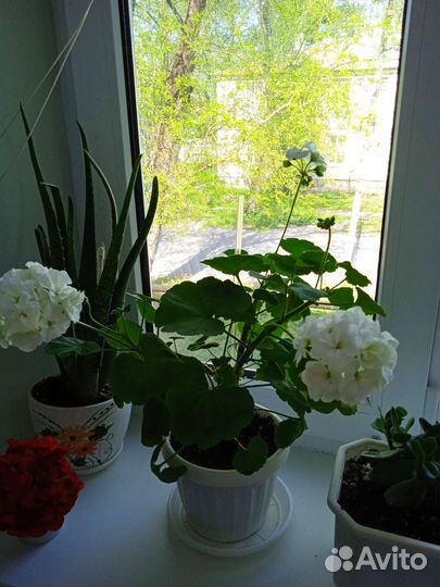 Комнатные цветы, декабрист, толстянка, фикус