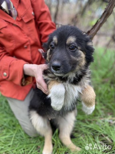 Прелесть в дар