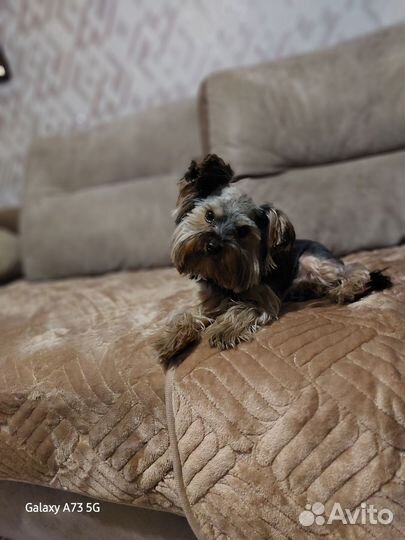 Йоркширский терьер мини