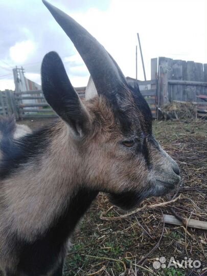 Чешский козел