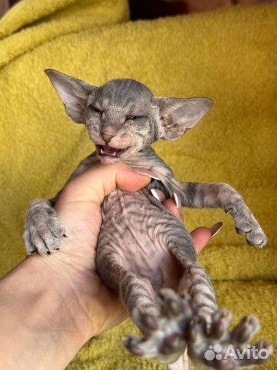 Котята петерболд