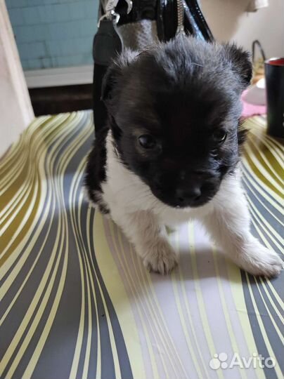 Маленькая собака