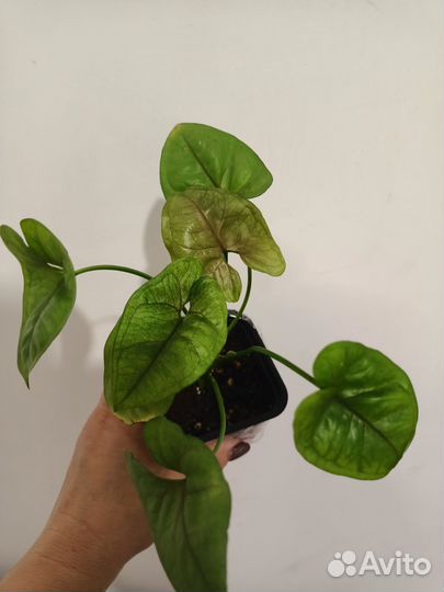 Эпипремнум, сингониум, шефлера