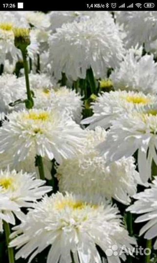 Ромашка Крейзи Дейзи