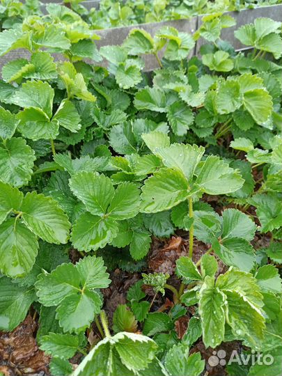 Рассада клубники купчиха,ананасная