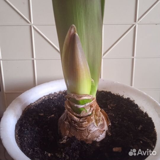 Гиппеаструм амариллис