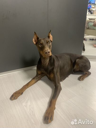 Ищем жениха