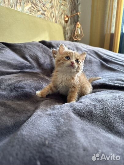 Котик 1 месяц