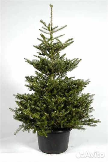 Ель живая на новый год