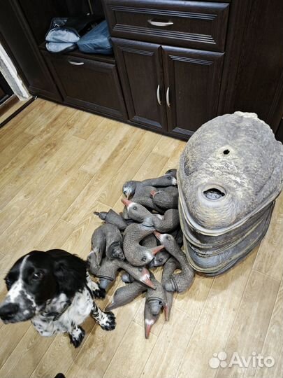 Гусь для охоты