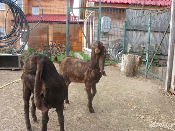 Козлик камори100