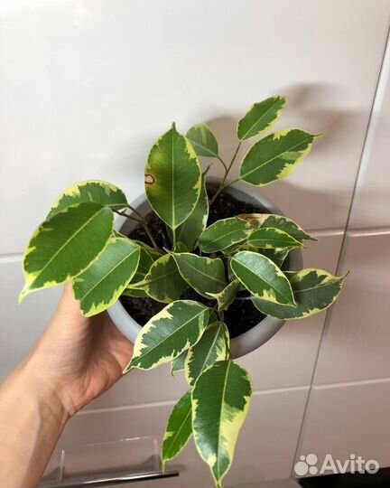 Комнатные растения