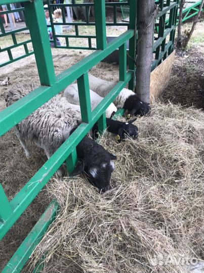 Бараны дорпер