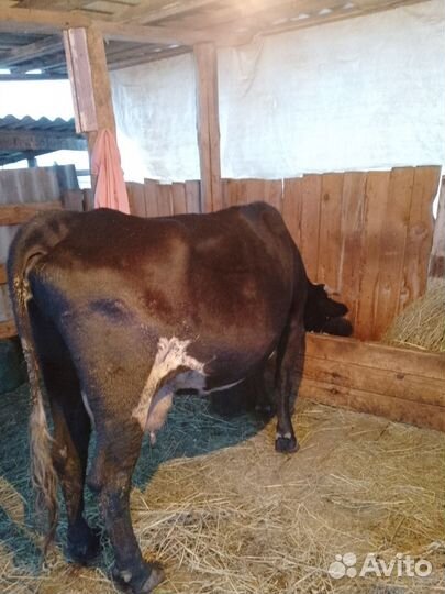 Корова первотелка